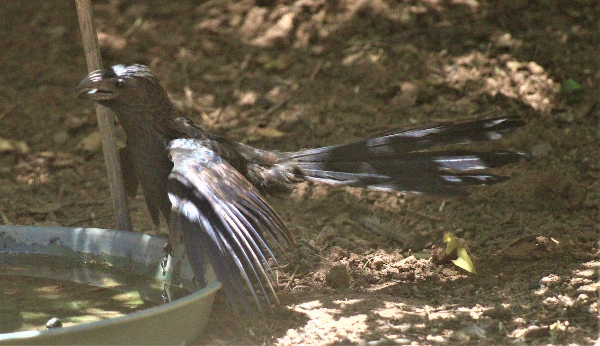 Groove-billed Ani - ML595503611