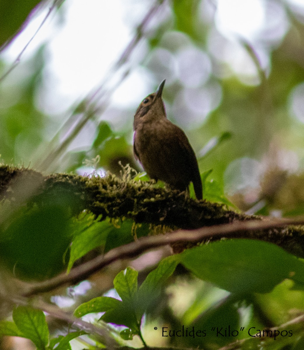 Scaly-throated Foliage-gleaner - Euclides "Kilo" Campos