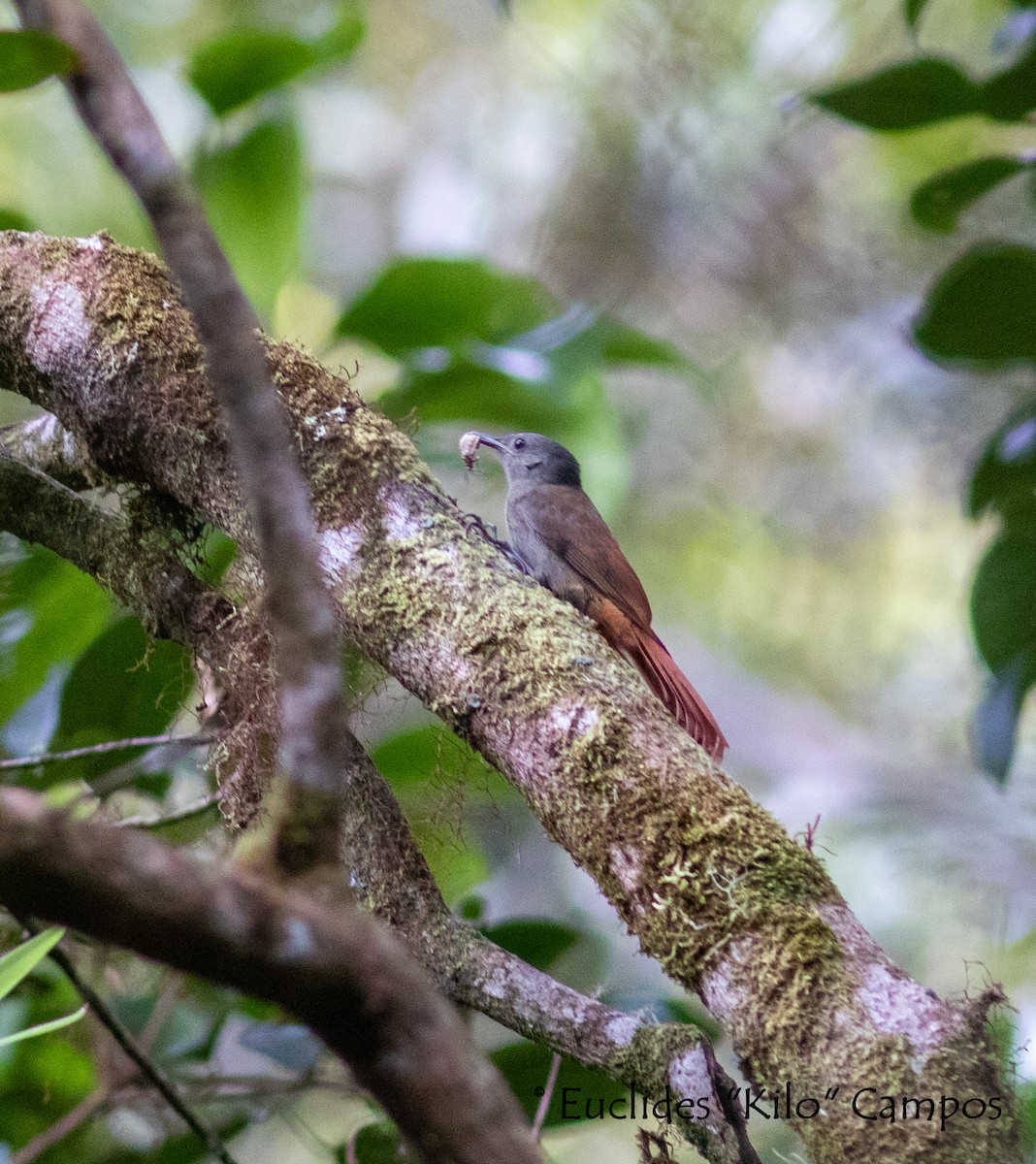 Olivaceous Woodcreeper - ML595504031