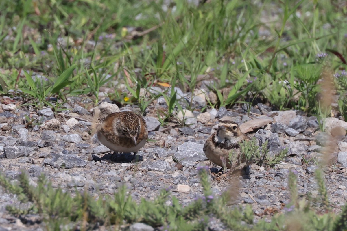 Horned Lark - Charlie Kaars