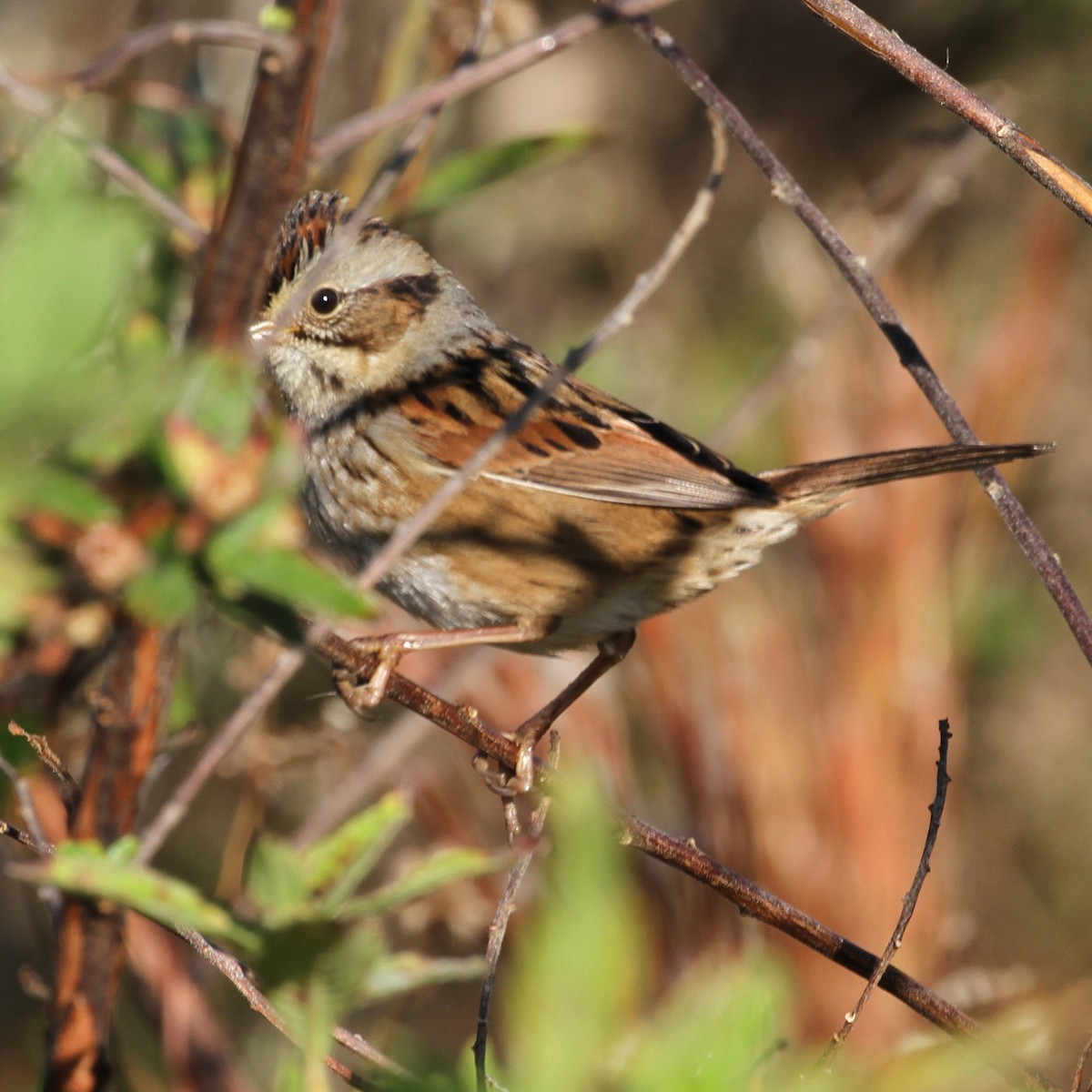 Swamp Sparrow - ML595504351