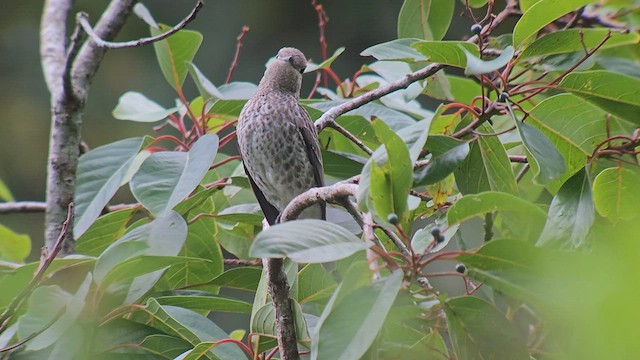 Lovely Cotinga - ML595505501