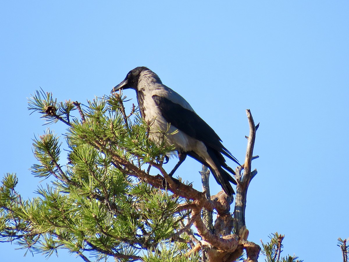 Hooded Crow - ML595506581