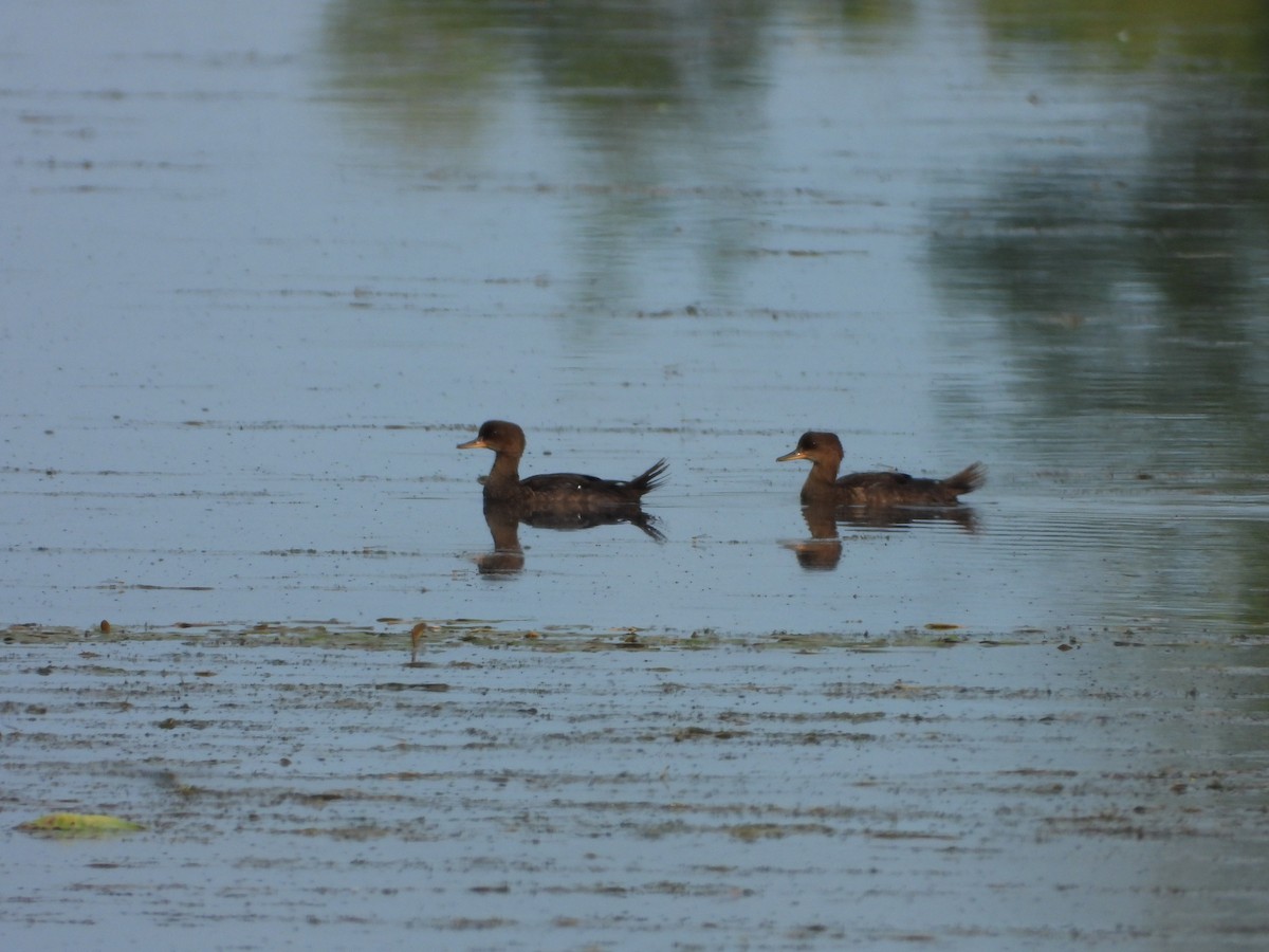 Hooded Merganser - ML595506631