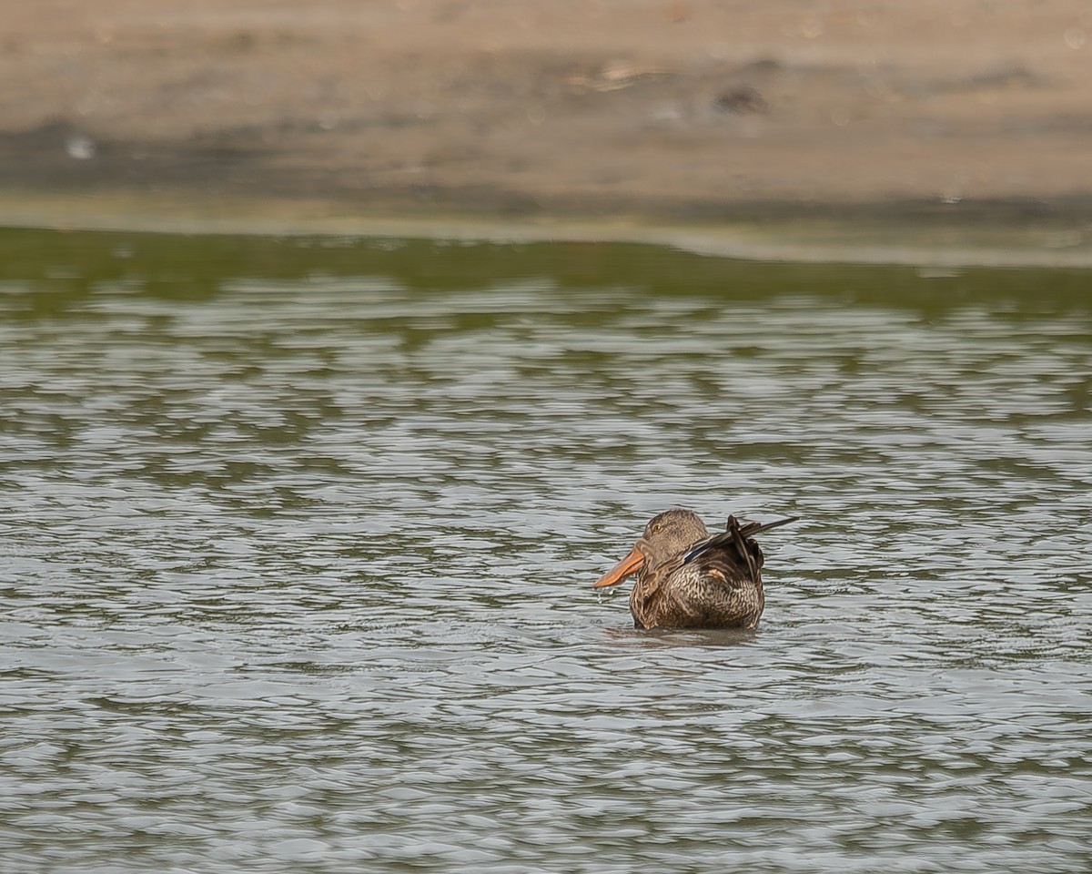 Northern Shoveler - ML595506861