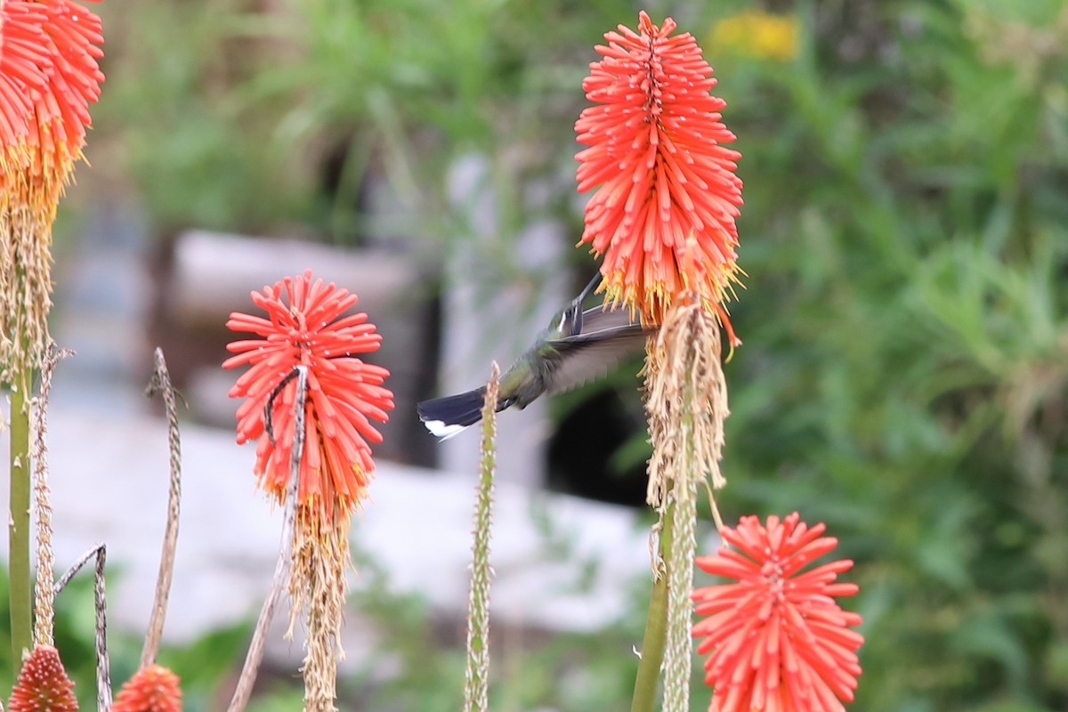 Blue-throated Mountain-gem - R.J.  Adams