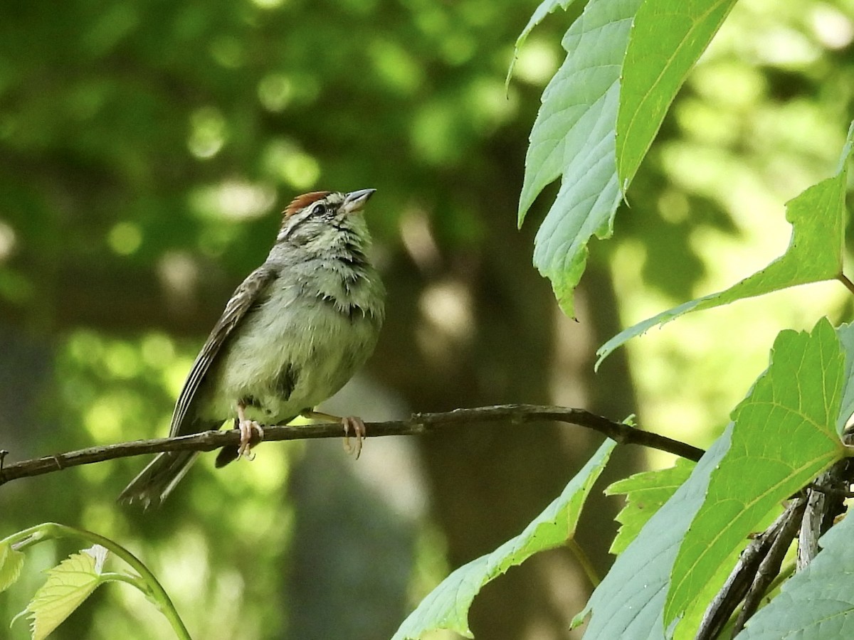 Chipping Sparrow - ML595508231