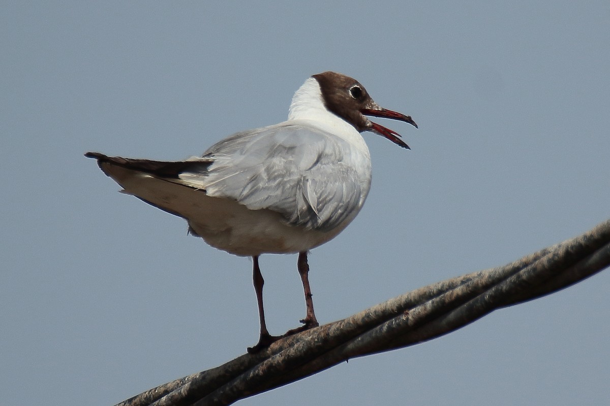 Black-headed Gull - Juan Sebastian Barrero