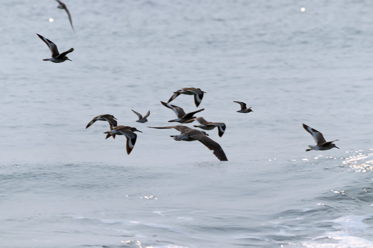 Willet - ML595509331