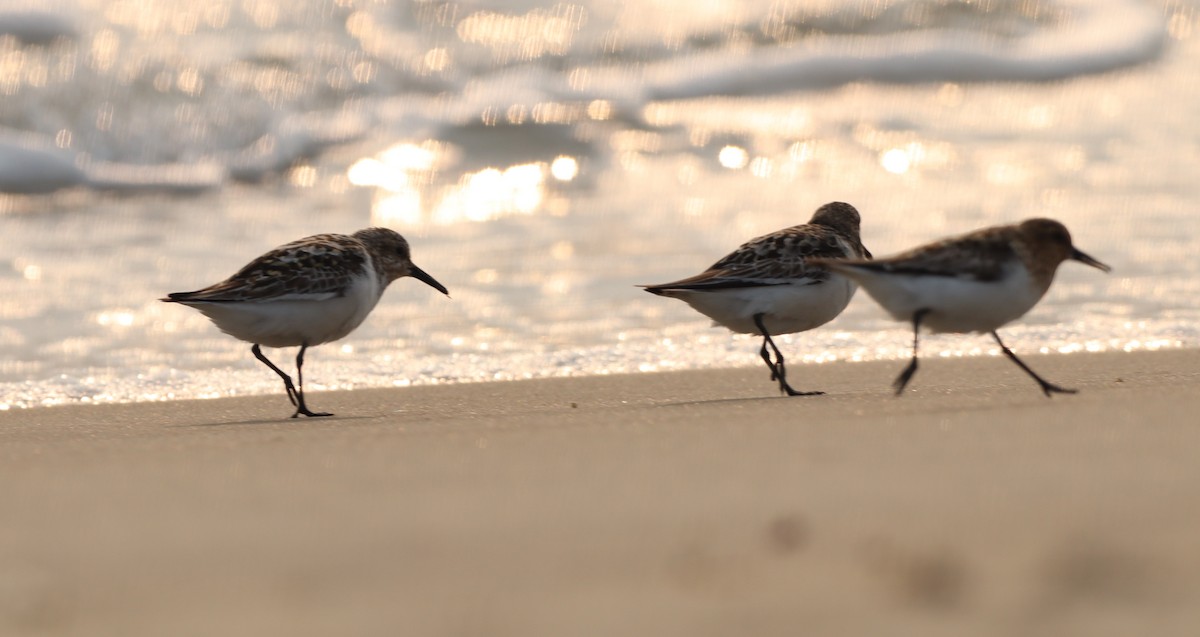 Sanderling - ML595509381