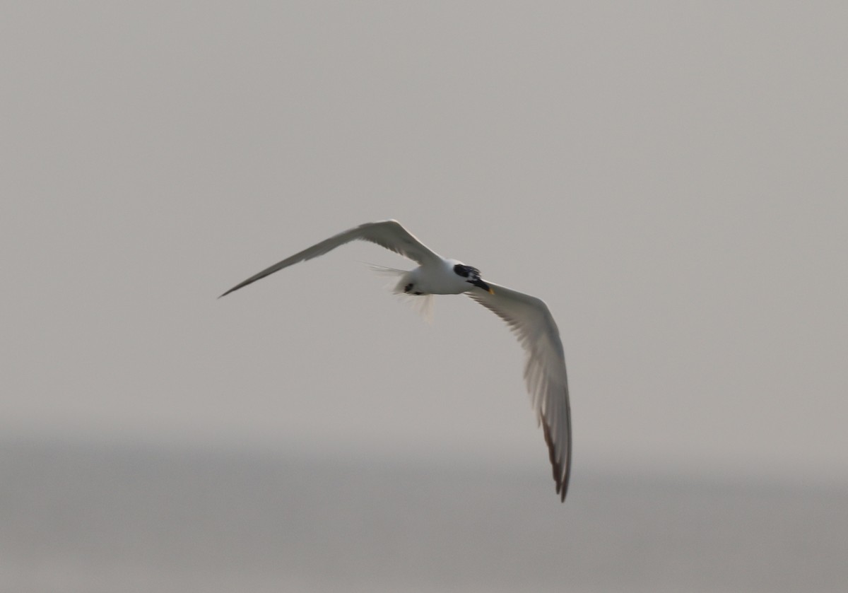Sandwich Tern - ML595509441