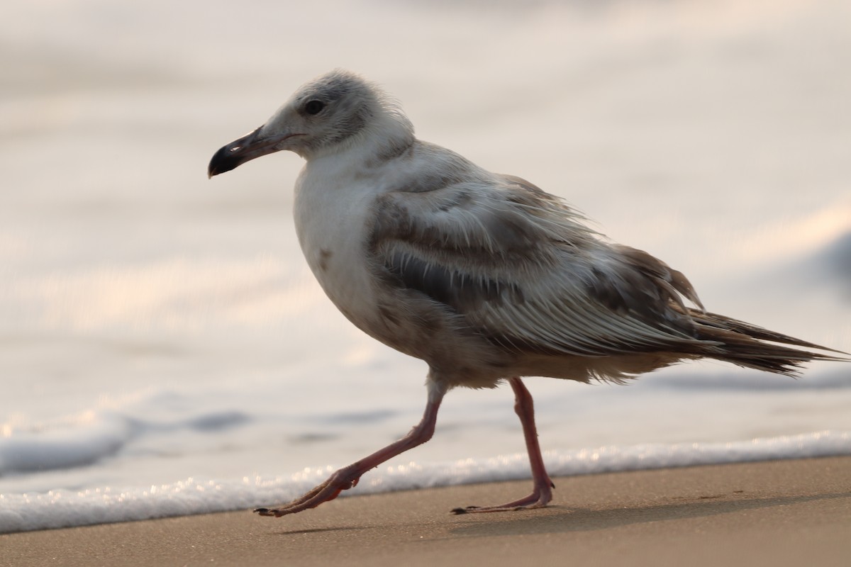 American Herring Gull - ML595509541