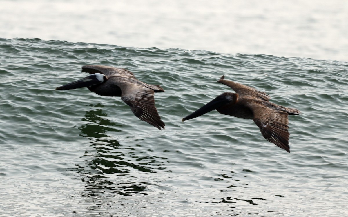 Brown Pelican - ML595509561