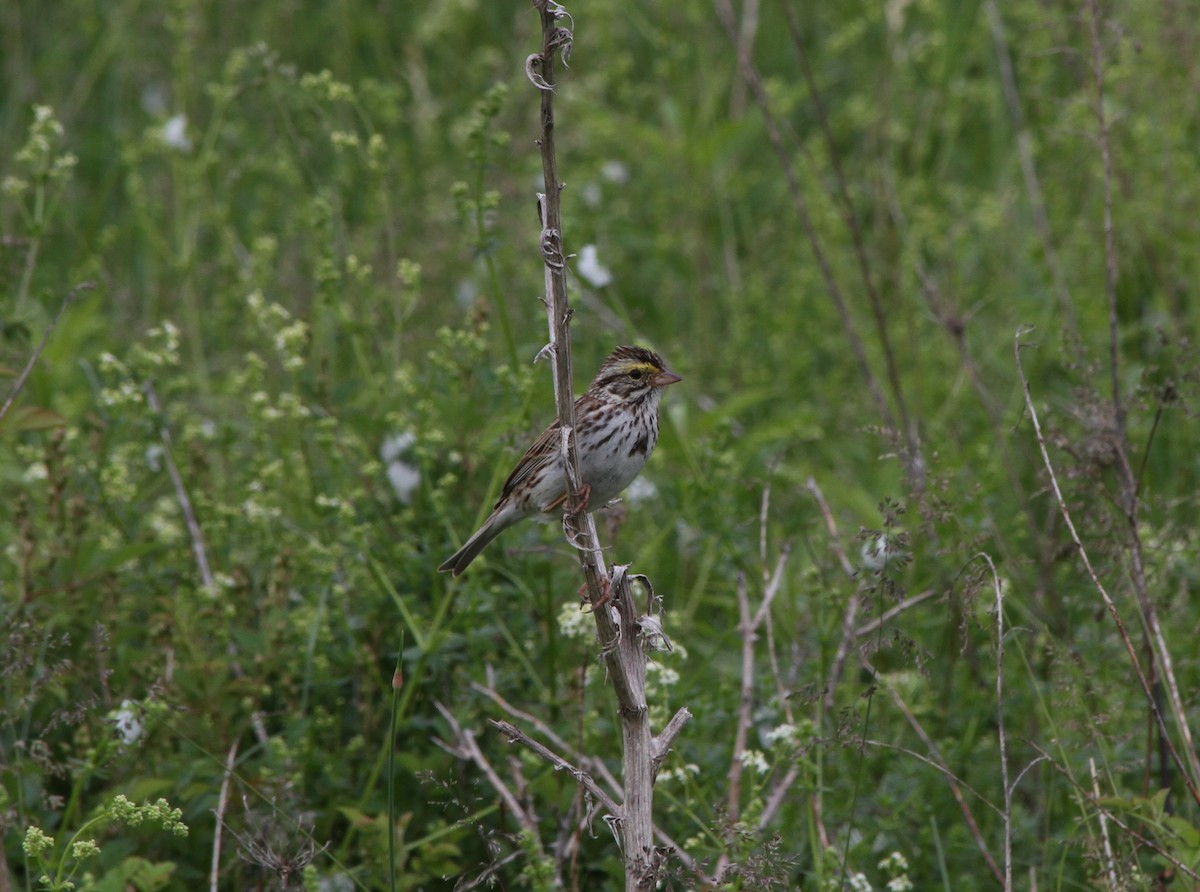 Savannah Sparrow - ML59550961