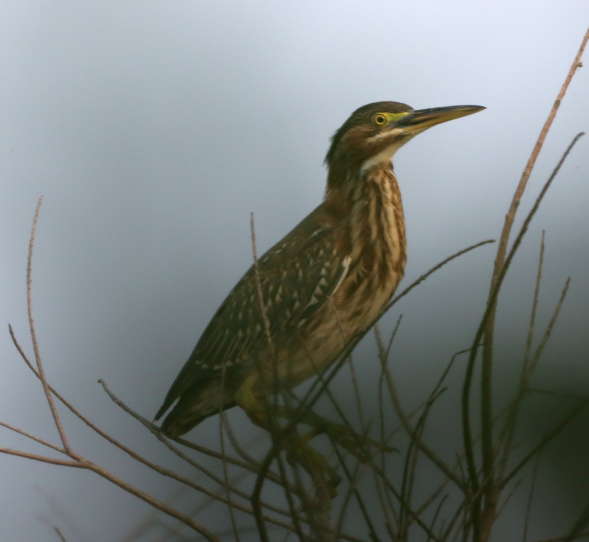Green Heron - ML595509651