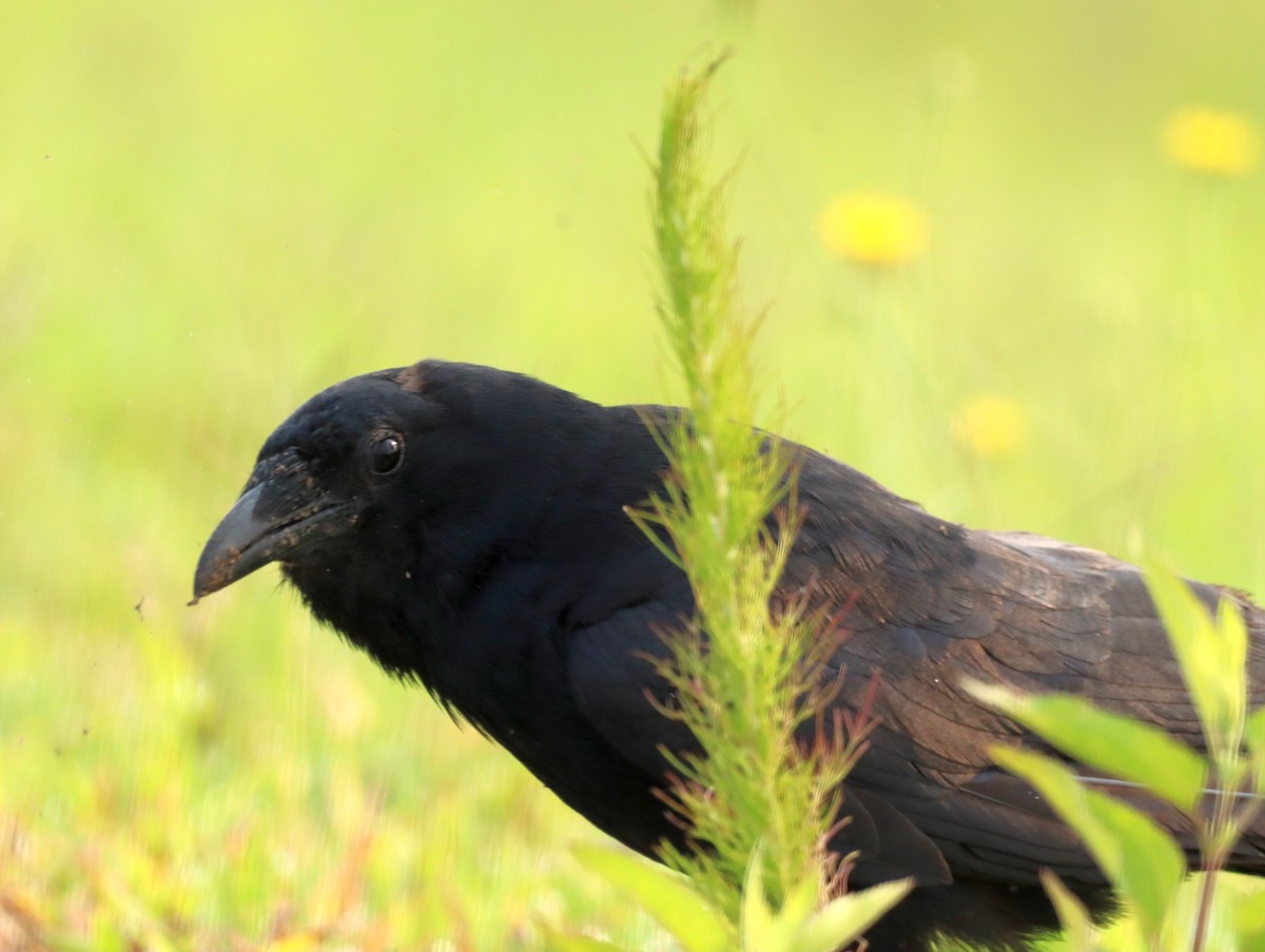 Fish Crow - ML595509891