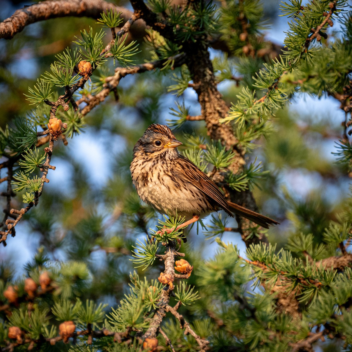 Lincoln's Sparrow - ML595510161