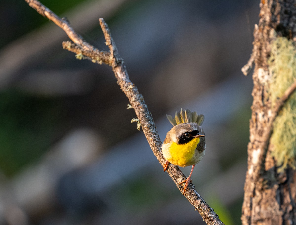 Common Yellowthroat - ML595510301