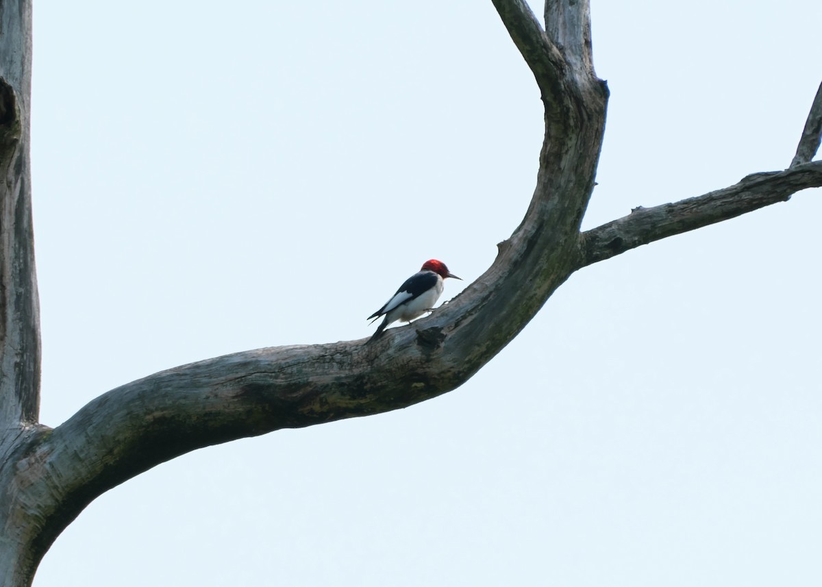 Red-headed Woodpecker - ML595510681
