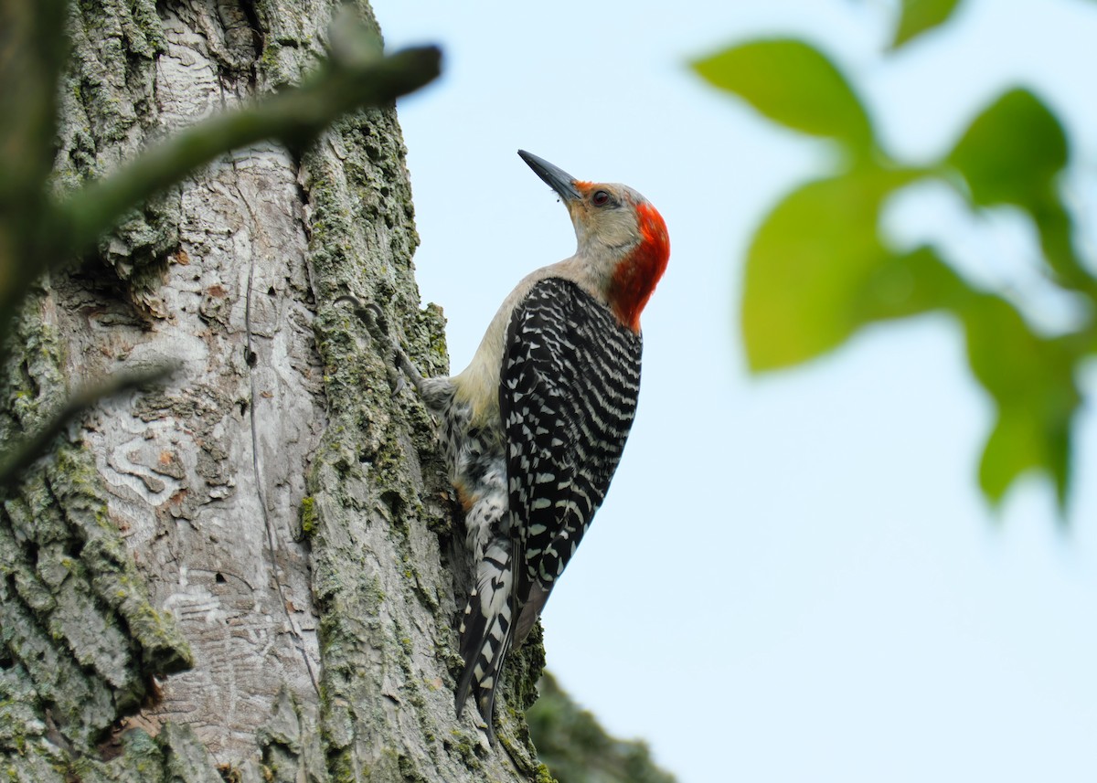 Red-bellied Woodpecker - ML595510771