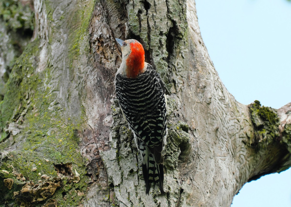 Red-bellied Woodpecker - ML595510781