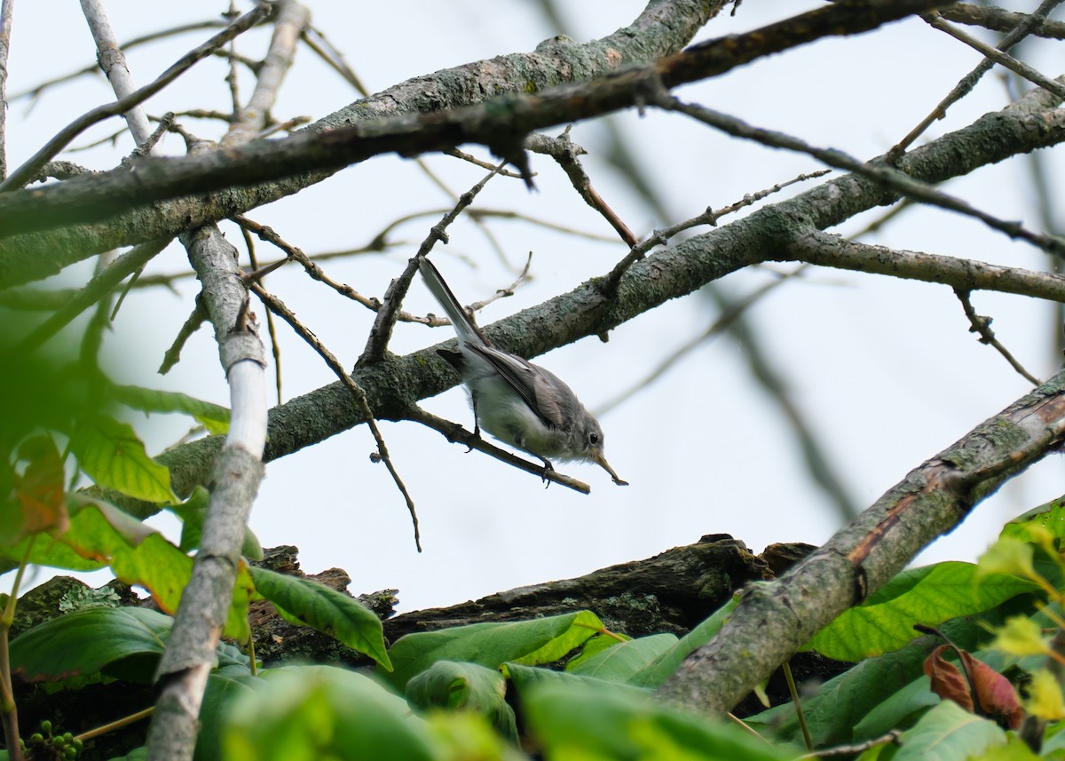 Blue-gray Gnatcatcher - ML595510861