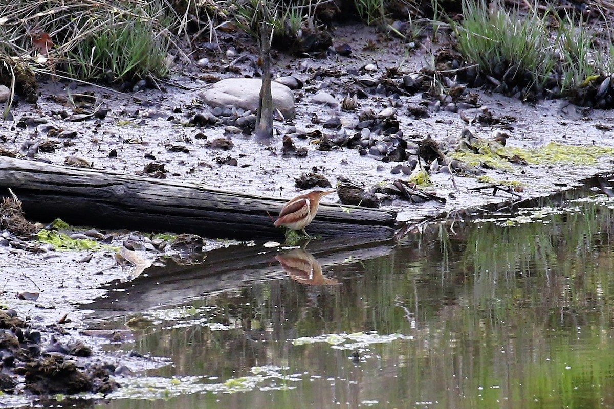 Least Bittern - David Alpeter