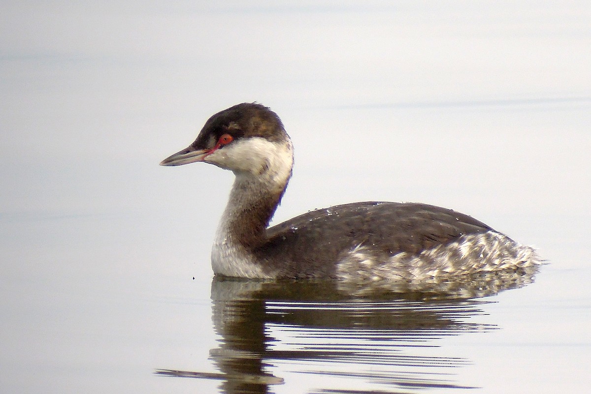 Horned Grebe - Zbigniew Wnuk