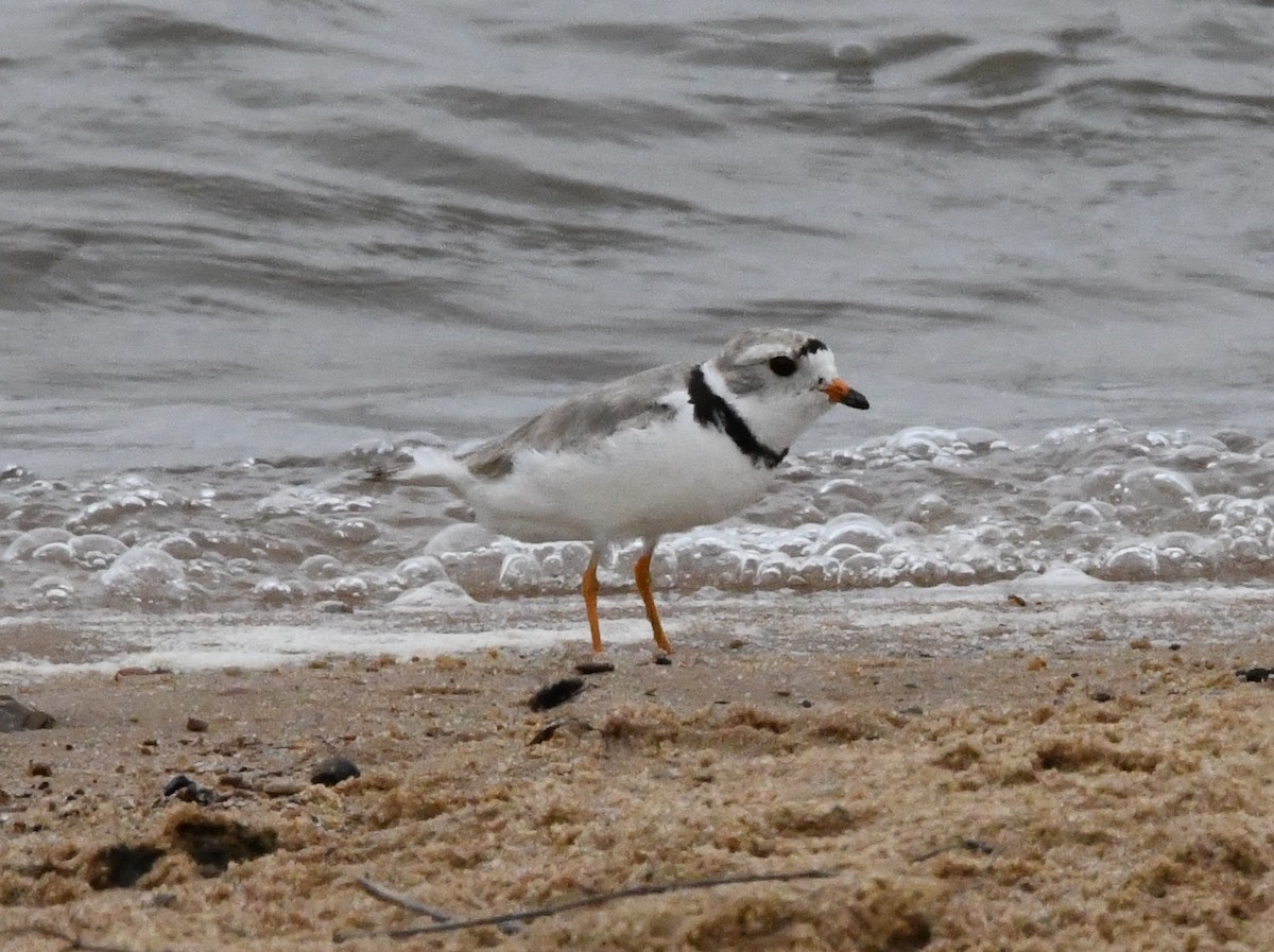 Piping Plover - ML595512321