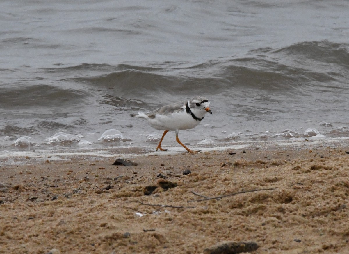 Piping Plover - ML595512341