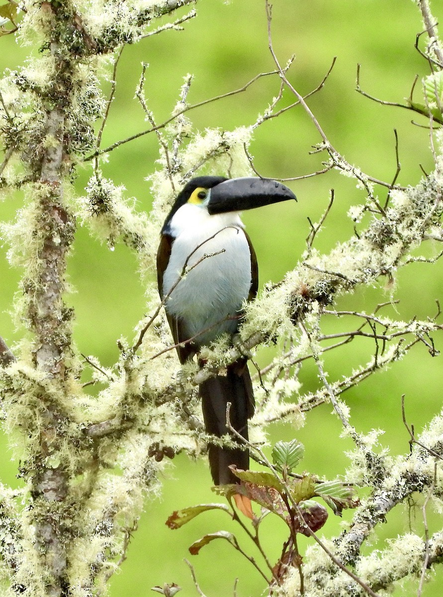Tucán Piquinegro - ML595513481