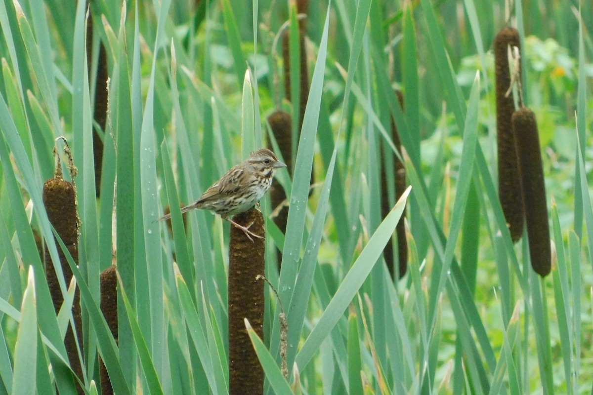 Song Sparrow - ML595513821