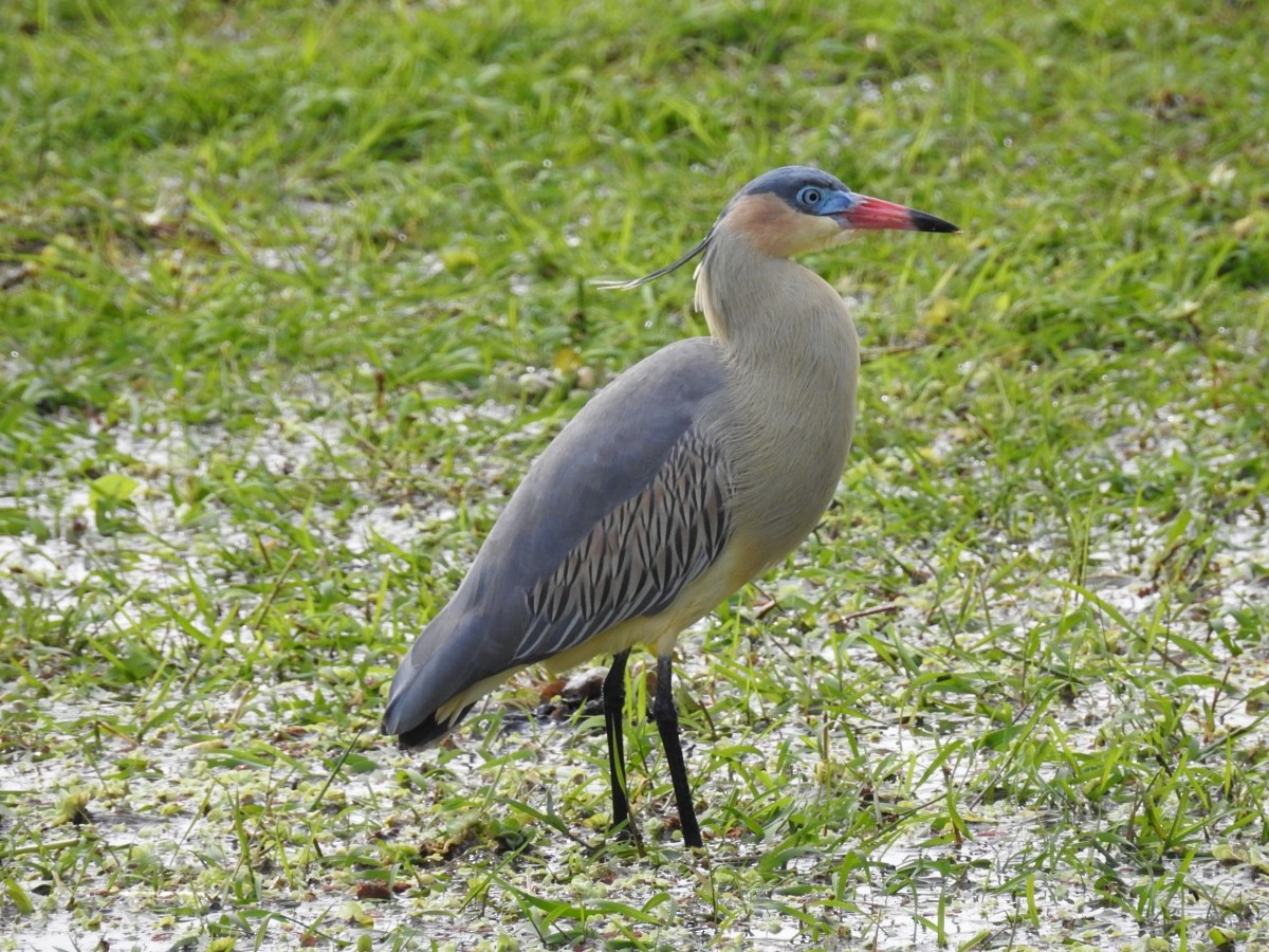 Whistling Heron - ML595513931