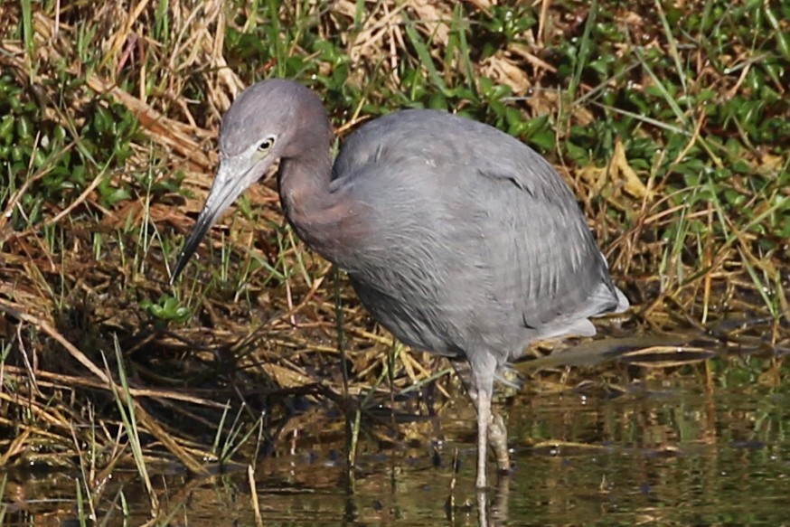 Little Blue Heron - ML595514691