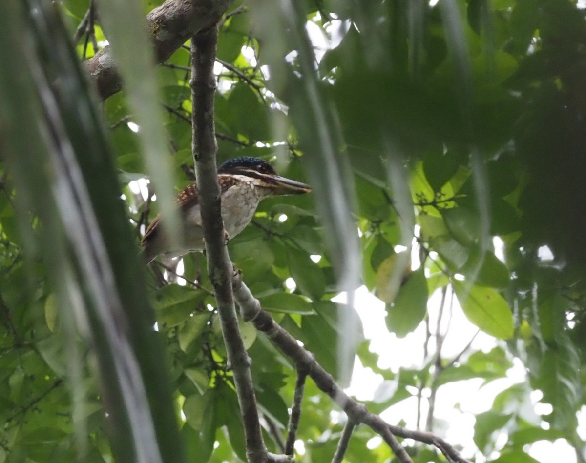 Hook-billed Kingfisher - ML595515131