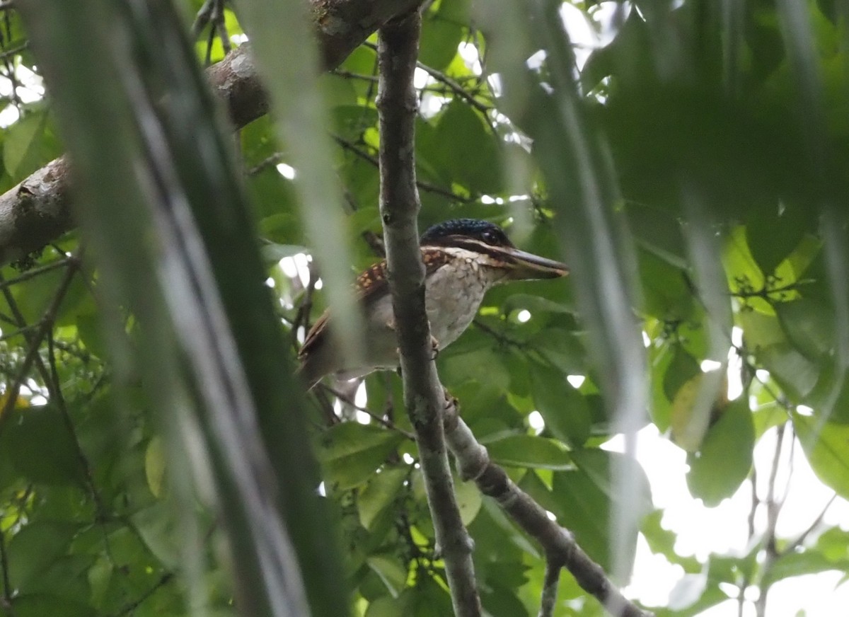 Hook-billed Kingfisher - ML595515161