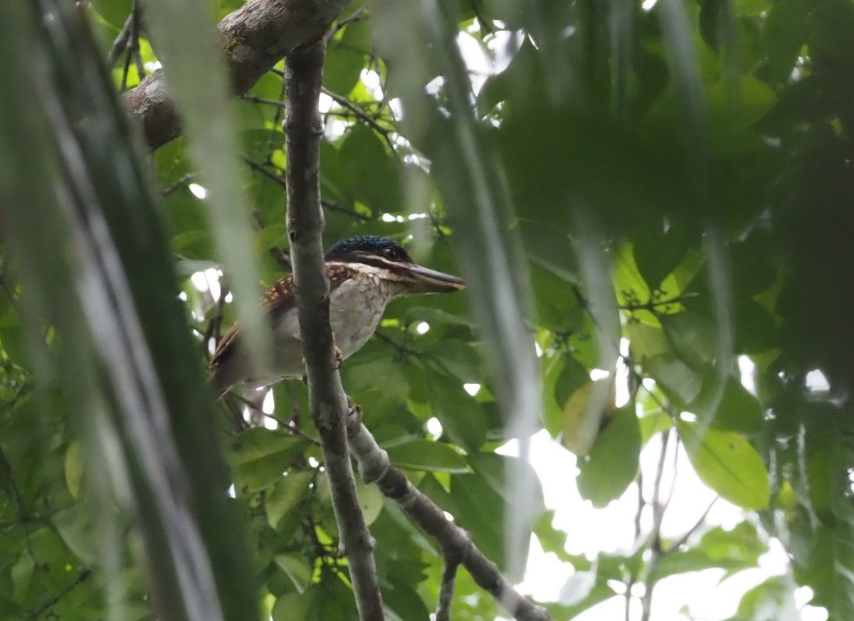 Hook-billed Kingfisher - ML595515301