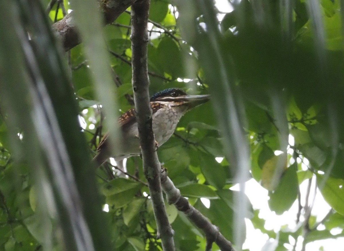 Hook-billed Kingfisher - ML595515331