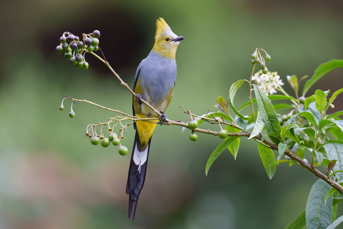 Long-tailed Silky-flycatcher - ML595516701