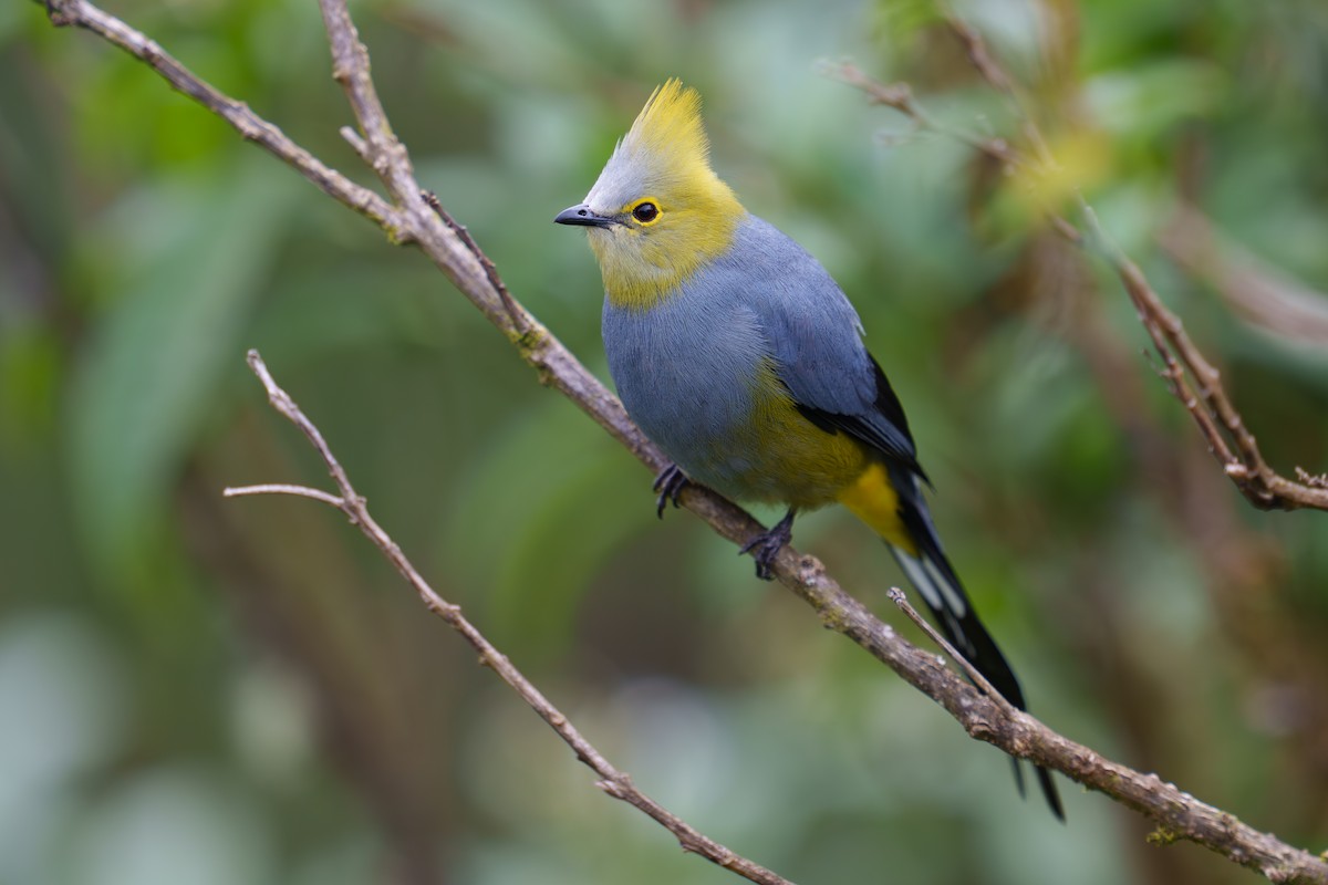 Long-tailed Silky-flycatcher - Austin Groff