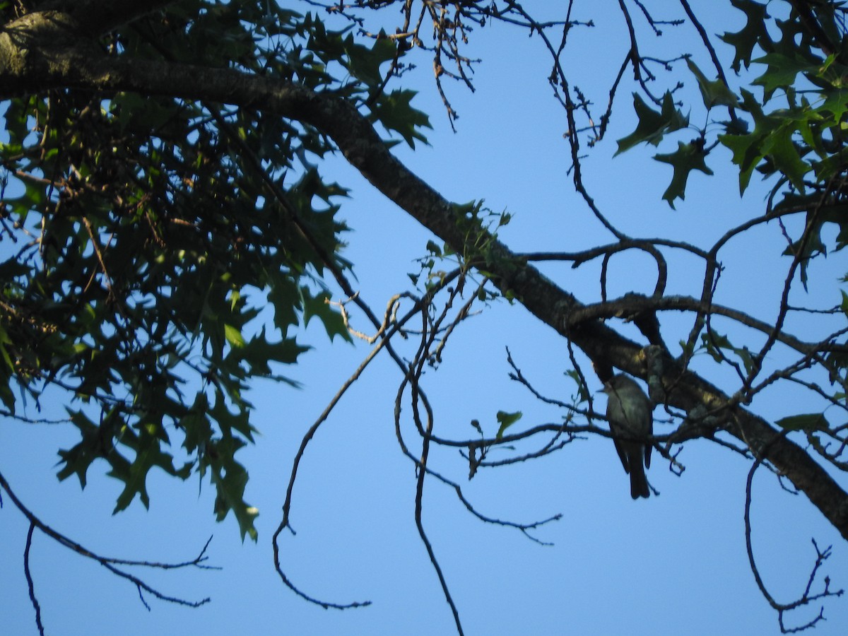 Eastern Wood-Pewee - ML595517771