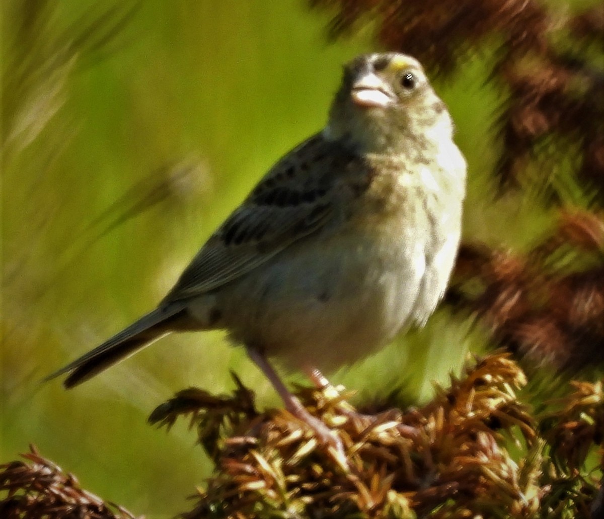 Grasshopper Sparrow - ML595518251