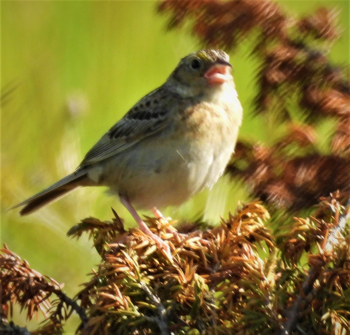 Grasshopper Sparrow - ML595518521
