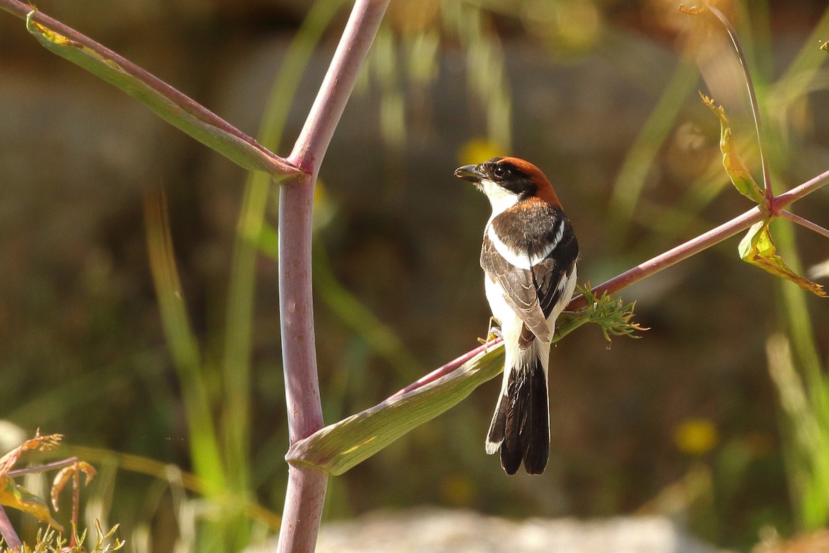 Woodchat Shrike (Western) - Simon Feys