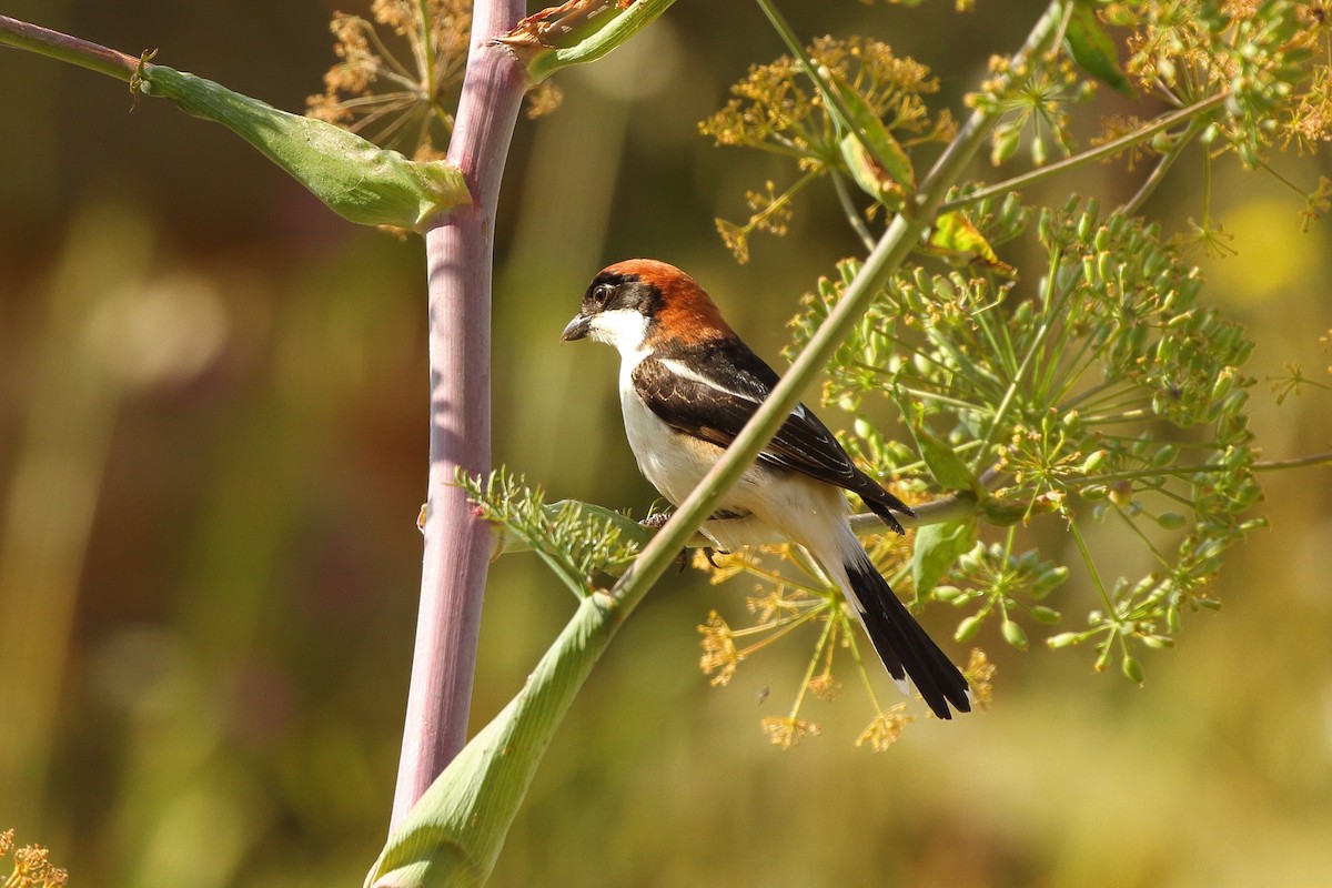 Woodchat Shrike (Western) - ML595518611