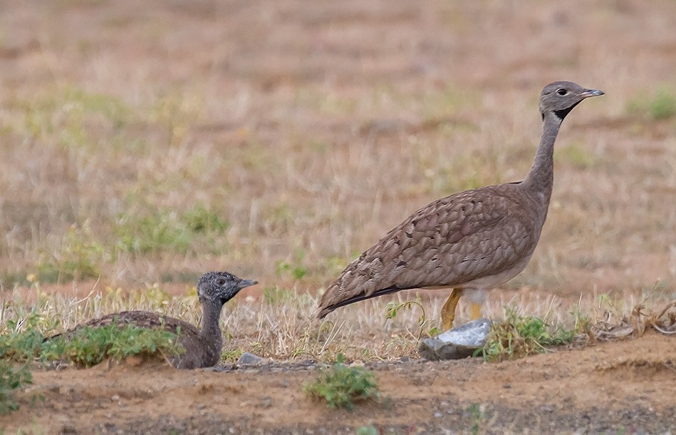 Karoo Bustard - ML59551951