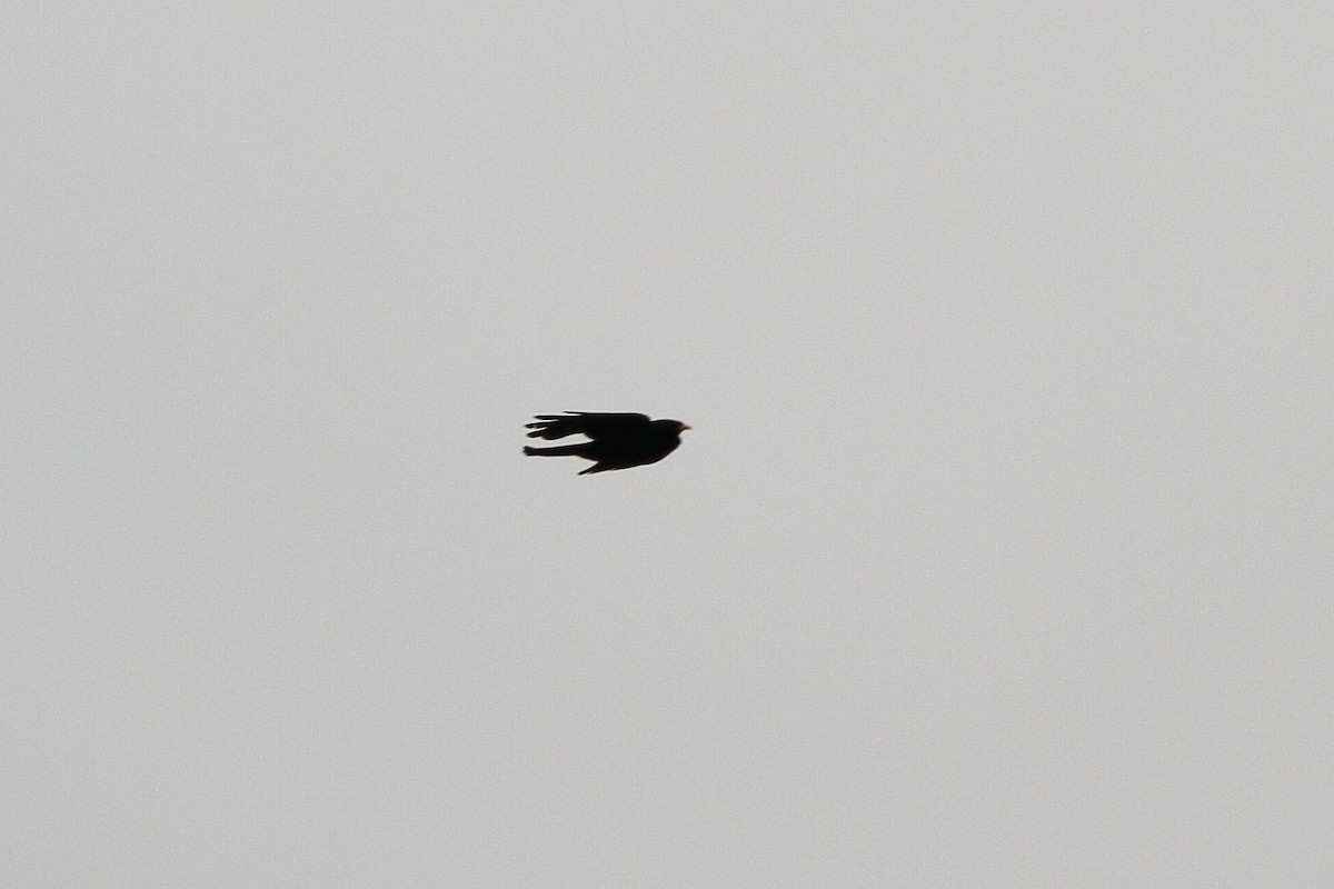 Yellow-billed Chough - Simon Feys