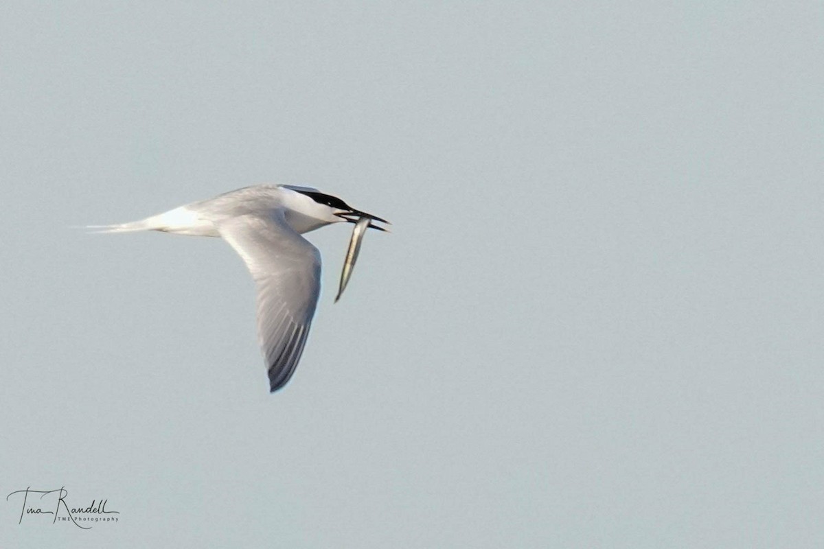 Sandwich Tern - ML595519851