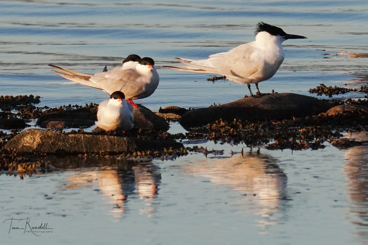 Sandwich Tern - ML595519861