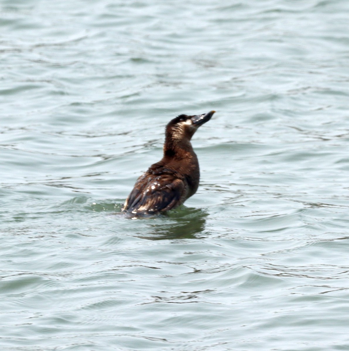 Surf Scoter - ML595519881